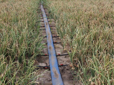 Pipelife sistem za navodnjavanje u Despotovu i Deronjama