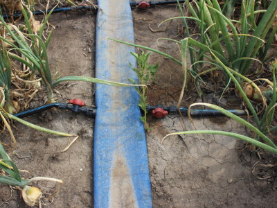 Pipelife sistem za navodnjavanje u Despotovu i Deronjama