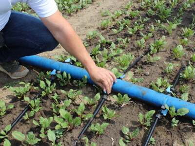 Pipelife sistem za navodnjavanje u Silbašu i Gospođincima