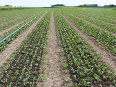 Pipelife sistem za navodnjavanje u Silbašu i Gospođincima