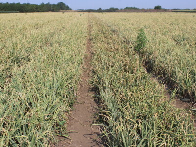 Pipelife sistem za navodnjavanje u Silbašu i Gospođincima