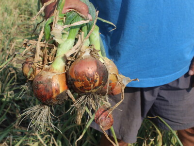 Pipelife sistem za navodnjavanje u Silbašu i Gospođincima