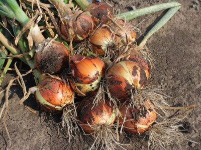 Pipelife sistem za navodnjavanje u Silbašu i Gospođincima