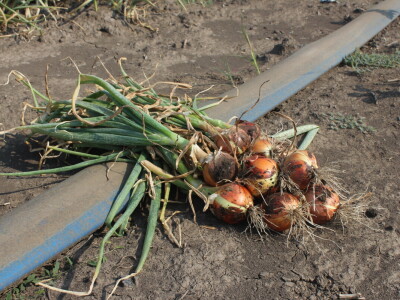 Pipelife sistem za navodnjavanje u Silbašu i Gospođincima