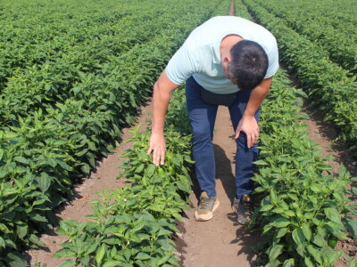 Pipelife sistem za navodnjavanje u Silbašu i Gospođincima