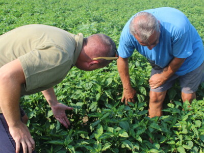 Pipelife sistem za navodnjavanje u Silbašu i Gospođincima