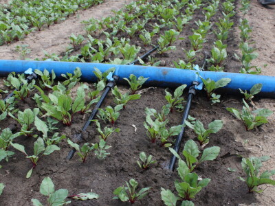 Pipelife sistem za navodnjavanje u Silbašu i Gospođincima