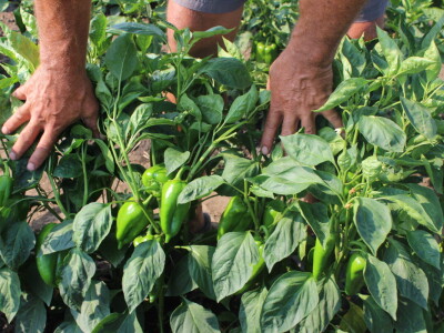 Pipelife sistem za navodnjavanje u Silbašu i Gospođincima