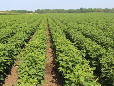 Pipelife sistem za navodnjavanje u Silbašu i Gospođincima