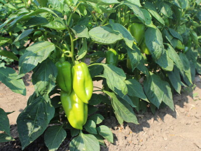 Pipelife sistem za navodnjavanje u Silbašu i Gospođincima