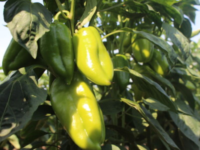 Pipelife sistem za navodnjavanje u Silbašu i Gospođincima