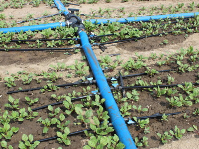 Pipelife sistem za navodnjavanje u Silbašu i Gospođincima