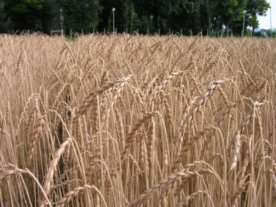 Klasje pira na Agronomskom fakultetu Klasje pira na Agronomskom fakultetu