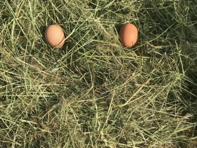 Pisanice za Uskrs