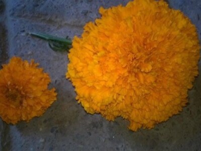 Otkupljuju se samo latice