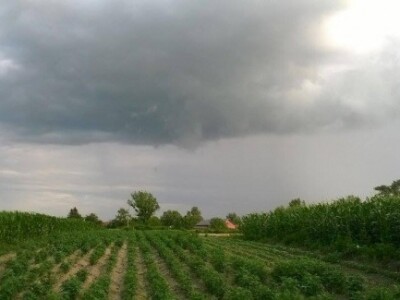 Polje nakon završetka berbe cvjetova