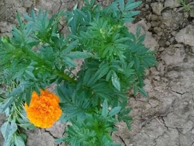 Voli sunce, ali i vlagu