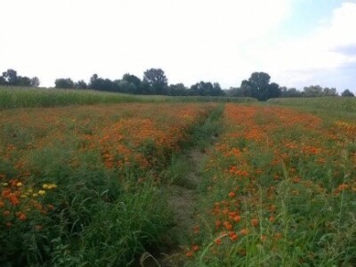 Tokom berbe polje se obilazi svaki dan
