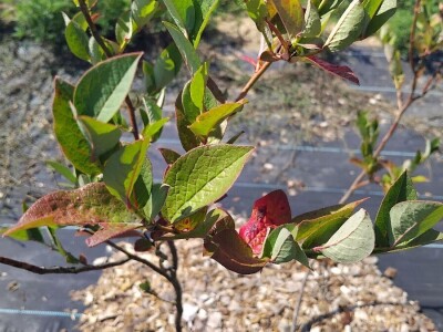 Pjegavost lista borovnica