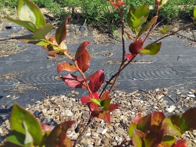 Pjegavost lista borovnica