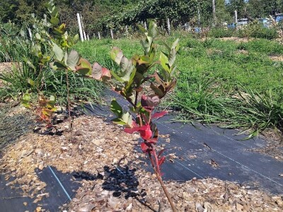 Pjegavost lista borovnica