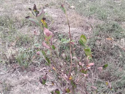 Plamenjača borovnica