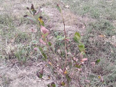 Plamenjača borovnica Plamenjača borovnica