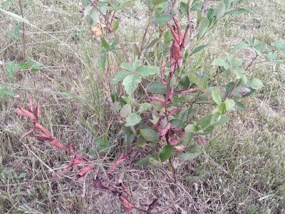 Plamenjača borovnica Plamenjača borovnica