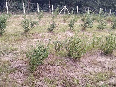 Plamenjača borovnica Plamenjača borovnica