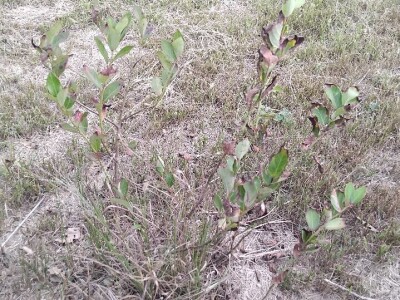 Plamenjača borovnica Plamenjača borovnica