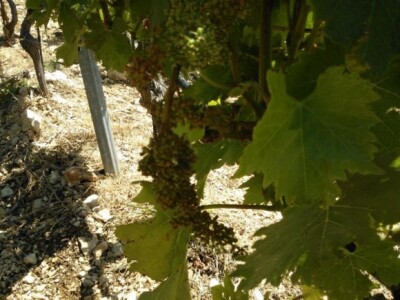 Plamenjača na grozdu pošipa