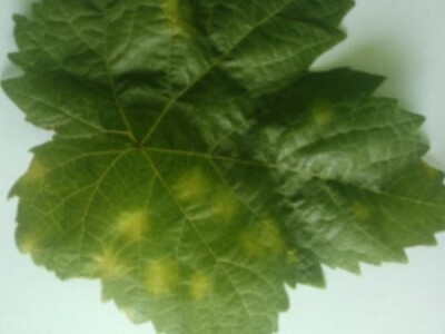 Plamenjača na listu