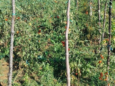 Plamenjača paradajza