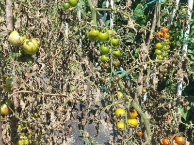 Plamenjača paradajza