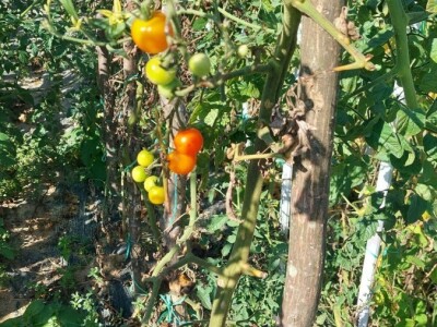 Plamenjača paradajza