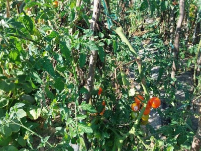 Plamenjača paradajza