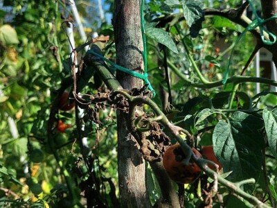 Plamenjača paradajza