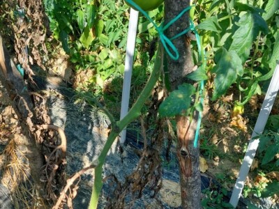 Plamenjača paradajza