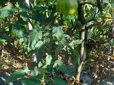 Plamenjača paradajza