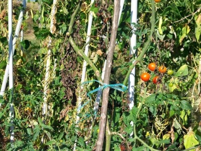 Plamenjača paradajza