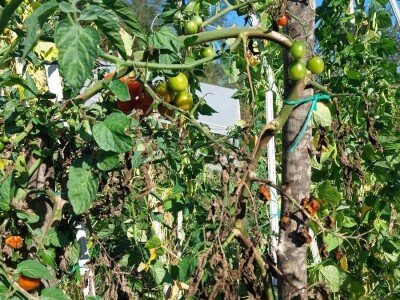 Plamenjača paradajza