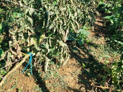 Plamenjača paradajza