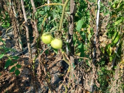 Plamenjača paradajza