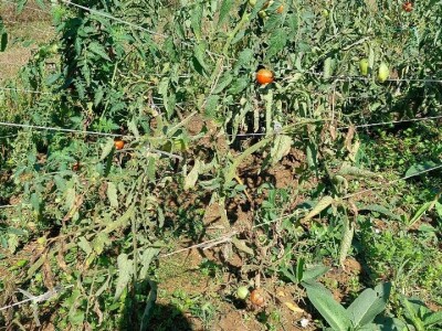 Plamenjača paradajza