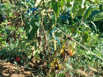 Plamenjača paradajza