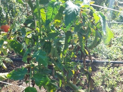 Plamenjača paradajza