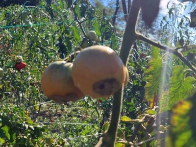 Plamenjača paradajza