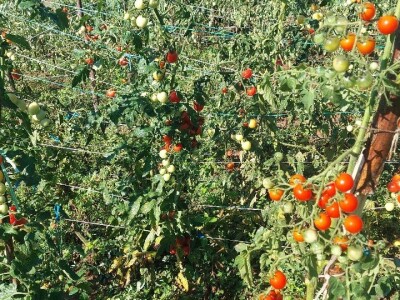 Plamenjača paradajza