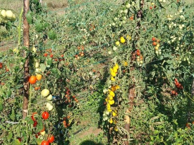 Plamenjača paradajza