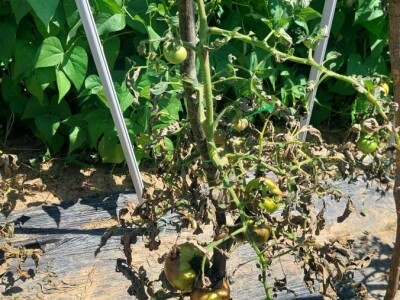 Plamenjača paradajza